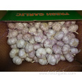 Normal White Garlic High Quality 2019